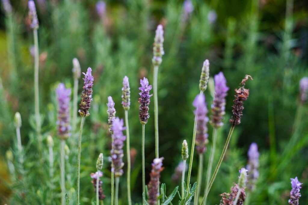 Bloeiende lavendelstruik met paarse bloemen in het gras