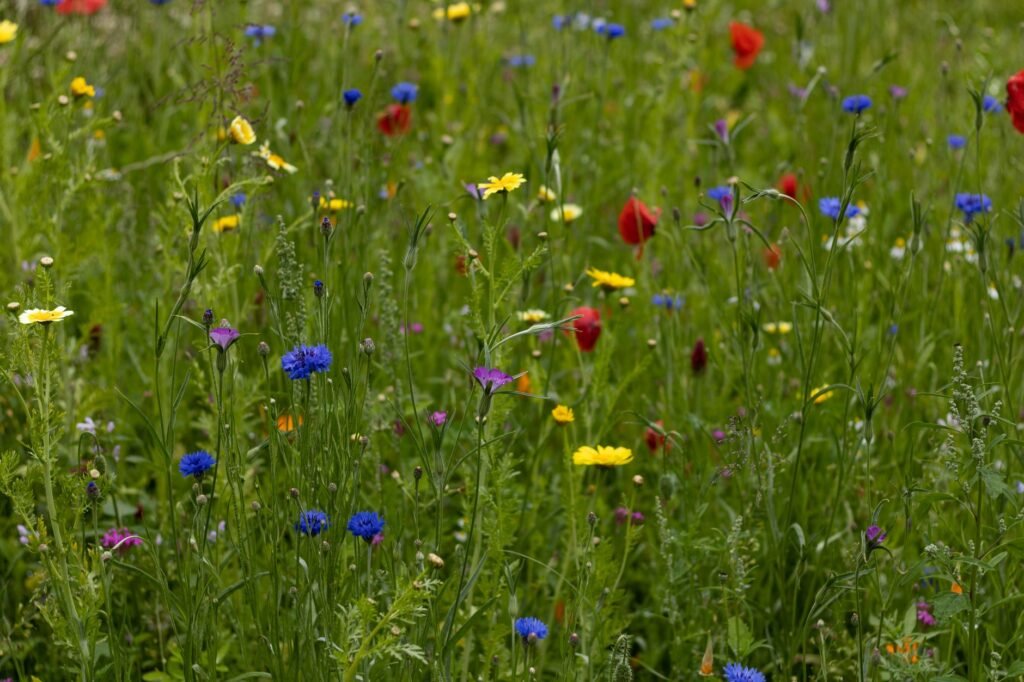 Bloemenweide met verschillende wilde bloemen in het gras